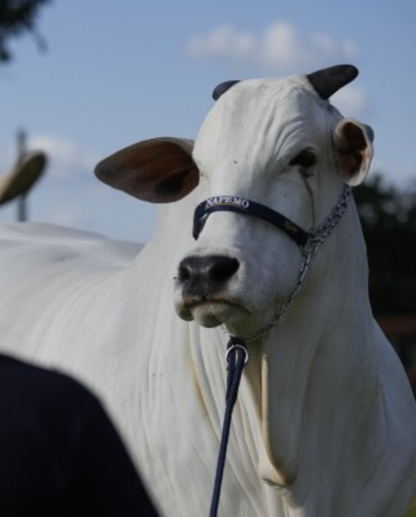 Brazil Cattle