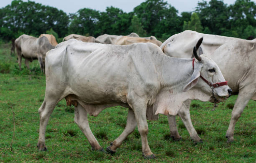 Cholistani bull