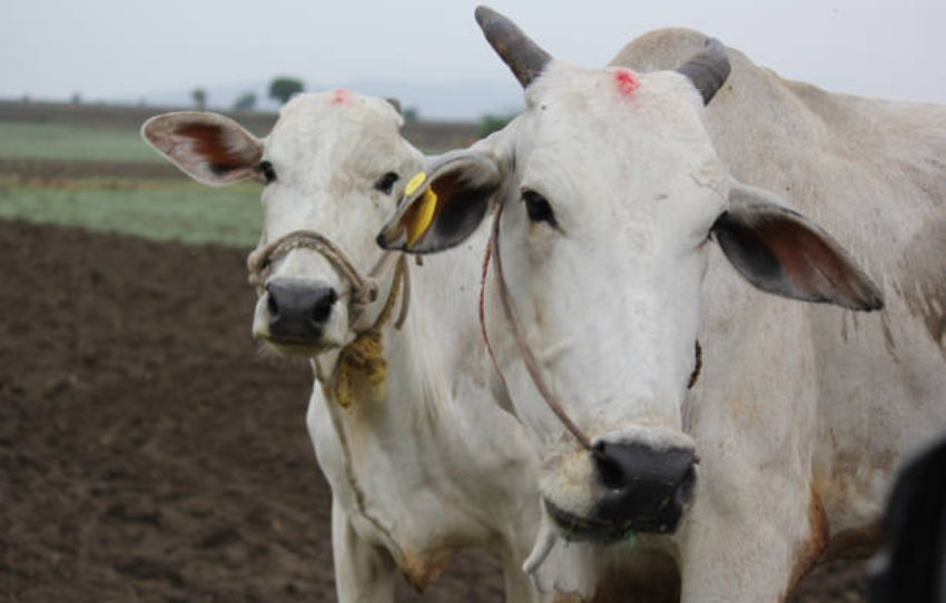 Cholistani herd