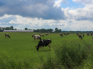 On-Farm Utility