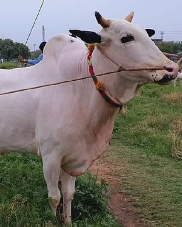 Fateh Jangi Breed