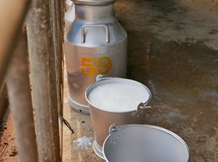 Milk Yield