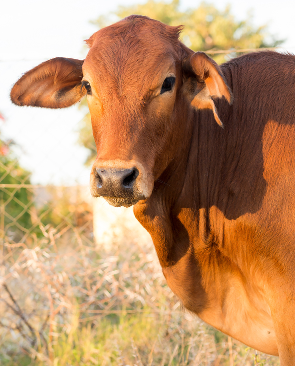 Sahiwal Breed
