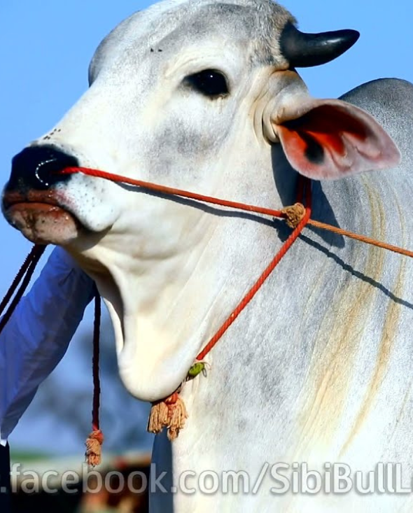Sibbi Breed