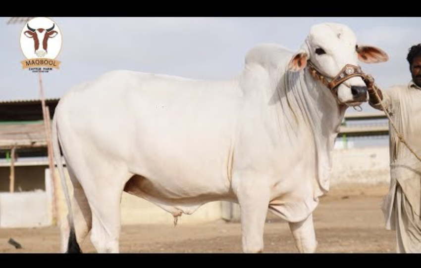 Bhagnari pair