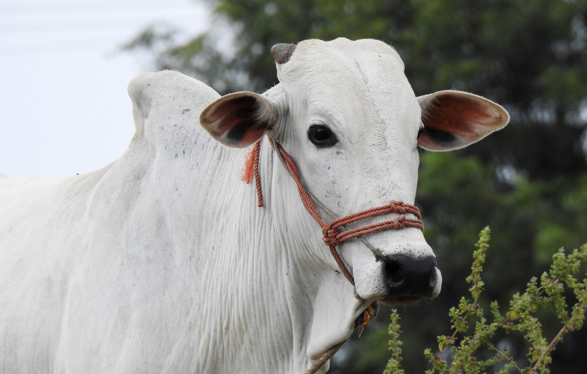 Sibbi cow