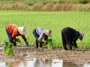 Farms & Farming