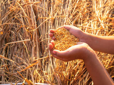 Sustainable farming practices