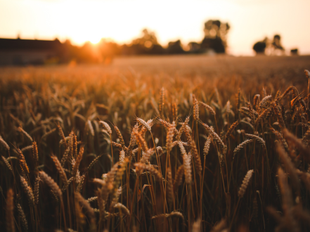 Sustainable irrigation practices